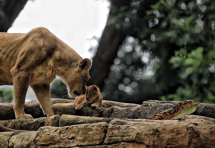 Pemkot Bandung Jamin Gaji Ratusan Karyawan Bandung Zoo di Masa Transisi