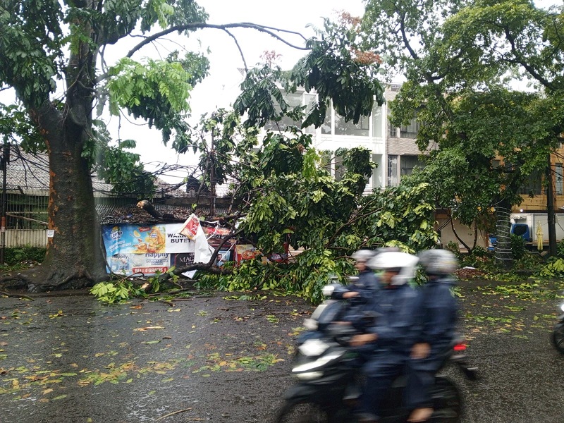 31 Pohon Tumbang, 2 Baliho dan Tanggul Jebol Saat Hujan Deras Guyur Bandung