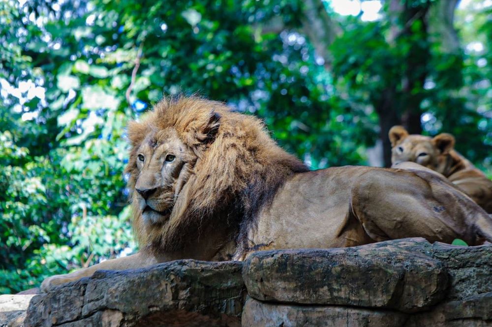 Revitalisasi Bandung Zoo Dikebut, Target Beroperasi Kurang dari Setahun